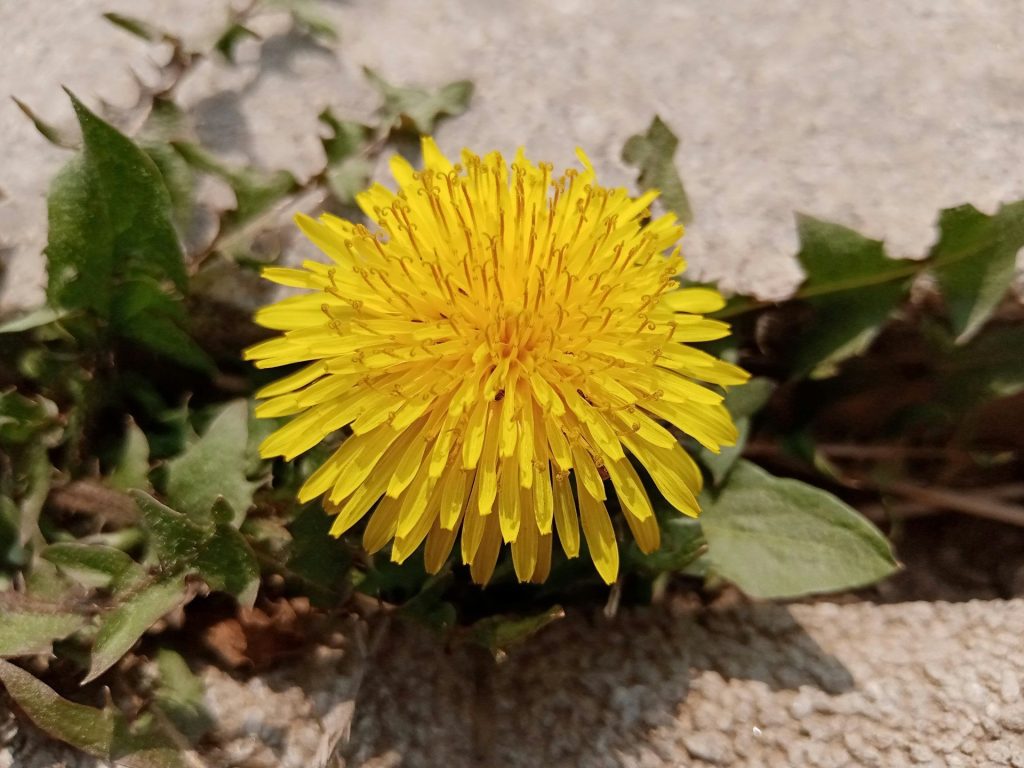 Eine Nahaufnahme einer gelben Blume auf dem Boden.